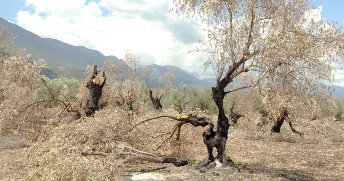 The Second Life of Burned Trees